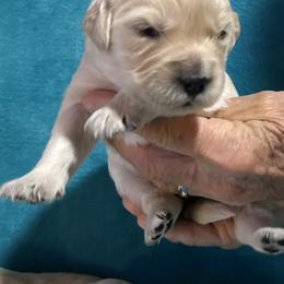 Piper - Light golden female Golden Retriever puppy in Ennis, Texas from Amberidge Golden Retrievers
