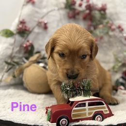 Pine - Golden female Golden Retriever puppy in Salt Lake City, Utah from Soaring golden retrievers