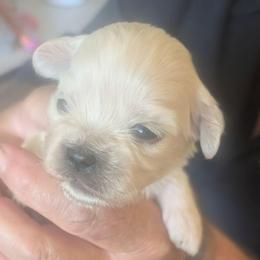 Joey - Cream male Lhasa Apso puppy in Fort Worth, Texas from Cynthia's Lhasa Apsos