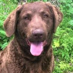 Sass - Chesapeake Bay Retriever
