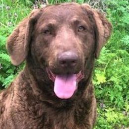 Sass - Chesapeake Bay Retriever