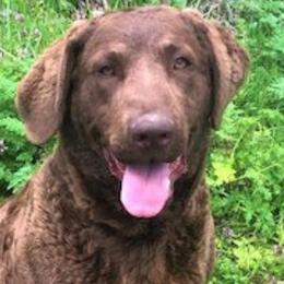 Sass - Chesapeake Bay Retriever