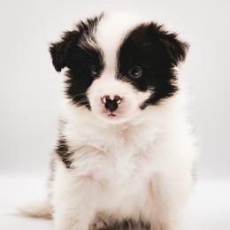 Gambit - Black male Border Collie puppy in Dallas, Texas from Effervescent Border Collies