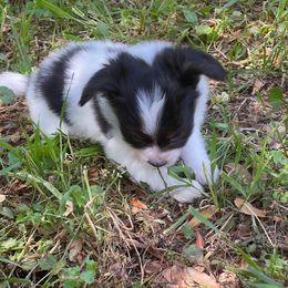 Papillons from PapillonPups