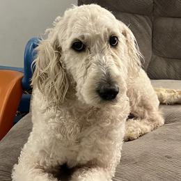 Lucy - Goldendoodle