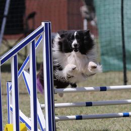 Tru - Shetland Sheepdog