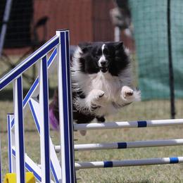 Tru - Shetland Sheepdog