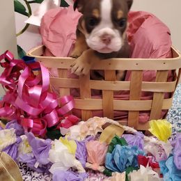 Bulldog Puppies from GulfCoast Bulldog Haus