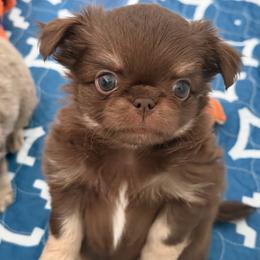 Peanut - Chocolate and tan male Chihuahua puppy in Newport Beach, California from Exotic City Pomeranians and chihuahuas