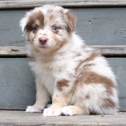 Azalea - Red merle female Australian Shepherd puppy in Macon, Georgia from Shaina’s Shepherds