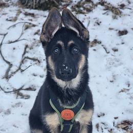 German Shepherd Puppies from Casamoko German Shepherds