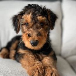 Airedale Terrier, Lakeland Terrier, and Welsh Terrier Puppies from Anne's Pups