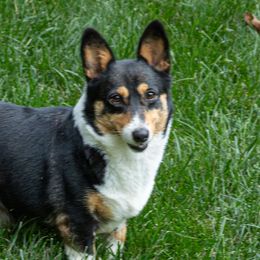 Kayla - Pembroke Welsh Corgi