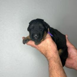 Millie - Black and red female German Shepherd puppy in Florida from Best Shepherds
