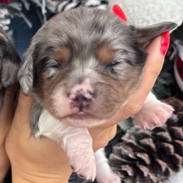 Elsa- black and tan dapple piebald- 4000 - Dapple female Dachshund puppy in North Branch, Michigan from Monarch Miniature Dachshunds