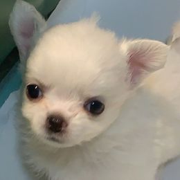 Charlotte (5000 USD) - Cream and white female Chihuahua puppy in Morrisville, North Carolina from Mozzafiato Chihuahuas