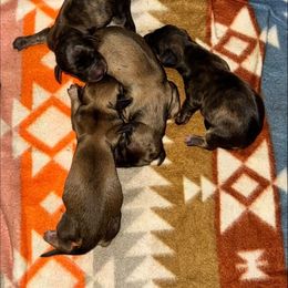 Dachshund puppies from Smokey Pines Dachshunds