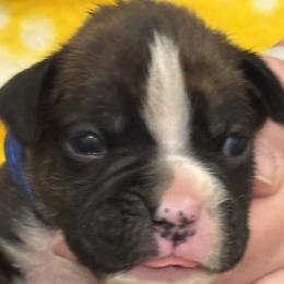 Boxer puppies from RayJen Cajun Boxers