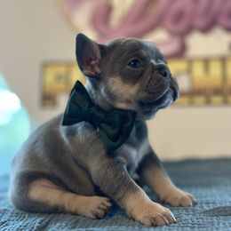 French Bulldog Puppies from Love & Frenchies