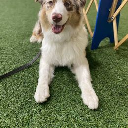 Australian Shepherd Puppies from Whiteley Way Australian Shepherds