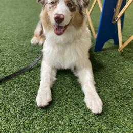 Australian Shepherd Puppies from Whiteley Way Australian Shepherds