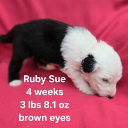 Ruby Sue - Gray and white female Old English Sheepdog puppy in Sutherlin, Oregon from Sapphire Eyes Sheepdogs