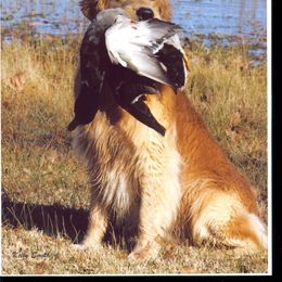 Golden Retriever All Grown Up from Gower Goldens