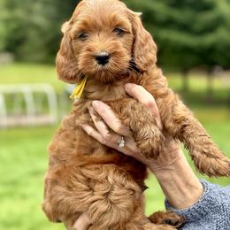 Goldendoodle Puppies from Amazing Grace Doodles