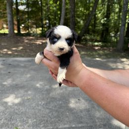 Black bi girl 1 - Black & white female Miniature Australian Shepherd puppy in Muscadine, Alabama from B&M Miniature Australian Shepherds