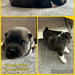 Nirmala - Black and white female Siberian Husky puppy in Canton, Ohio from Bleu Skies Siberian Huskies