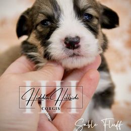Sable Fluff Boy 2 - Tail - Sable male Pembroke Welsh Corgi puppy in Locust Grove, Oklahoma from Hidden Hillsides Corgis