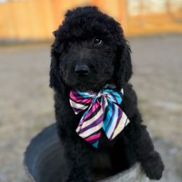 Evelyn - Black female Saint Berdoodle puppy in Beach, North Dakota from Badland St. Berdoodles LLC