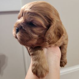 Penny - Ruby female Cavalier King Charles Spaniel puppy in Seneca, Kansas from Palmer Cavaliers