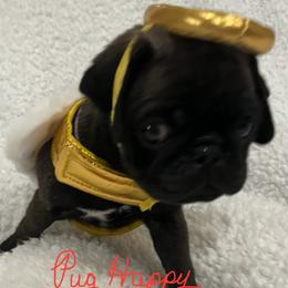 Pug puppies from Pug Happy