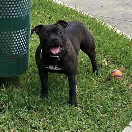 Sioux - Staffordshire Bull Terrier