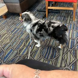 Thia - Toy Australian Shepherd