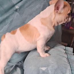 Bandit - White and fawn male French Bulldog puppy in Cañon City, Colorado from Terri Geiser-Gilchrist