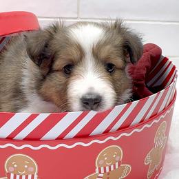 Hazel - Sable and white female Shetland Sheepdog puppy in Zephyrhills, Florida from Highland Shelties & Aussies