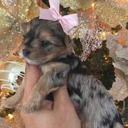 Dark Merle - Parti female Yorkshire Terrier puppy in Kissimmee, Florida from M&R Yorkies