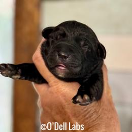 Perdita - Black female Labrador Retriever puppy in Sullivan, Missouri from O’Dell Labs