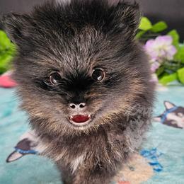 Pepper's Hairspray Queen - Black and tan female Pomeranian puppy in Plant City, Florida from Pepper's Pomeranians