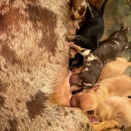 Dachshunds from The Dapper Dachshund