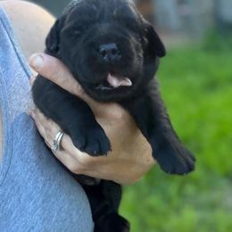 Tootsie - Black female Dilute Retriever puppy in Baldwin City, Kansas from Hedge Lane Labradors