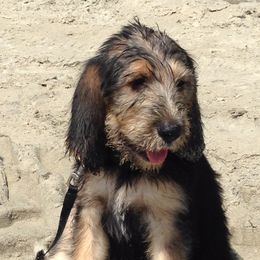 Otterhound Puppies from Blue Fairy Otterhounds