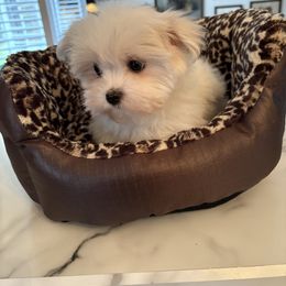 Boy 1 - White male Maltese puppy in Pennsylvania from Pequest Pekingese & Merri Maltese