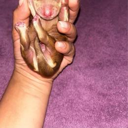 AKC Chocolate Based Cream - Cream female Dachshund puppy in Lehigh Acres, Florida from Ruby Rose Dachshund Dynasty