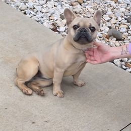 Baela - Blue fawn female French Bulldog puppy in Wilkes County, North Carolina from Carolina High Country Frenchies