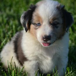 DiamondR Liberty - Blue merle female Miniature Australian Shepherd puppy in Gravette, Arkansas from DiamondR Mini Aussies @ DiamondR Farm & Kennel