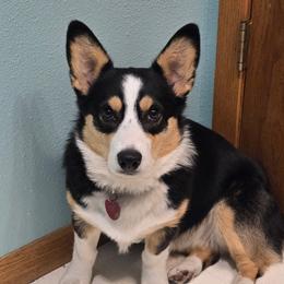 Jubilee - Pembroke Welsh Corgi