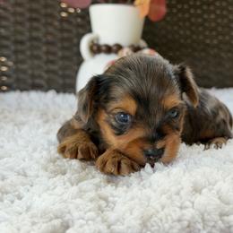 Milo - Merle male Yorkipoo puppy in Hardin, Texas from Oodlesoflildoodles
